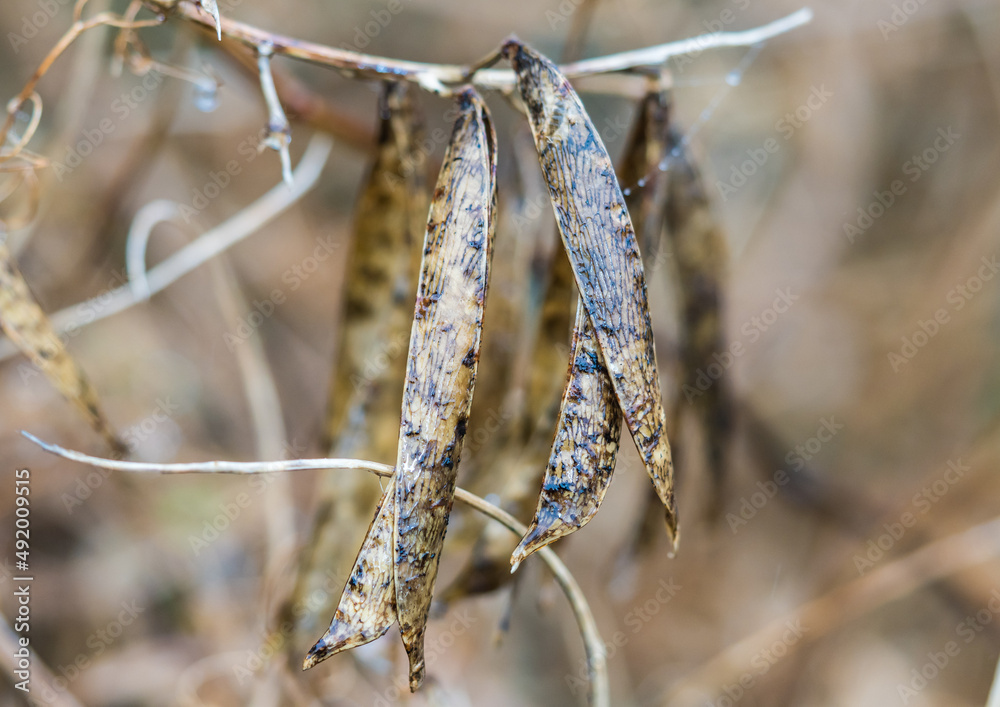 Naklejka premium Sweet Pea Pods