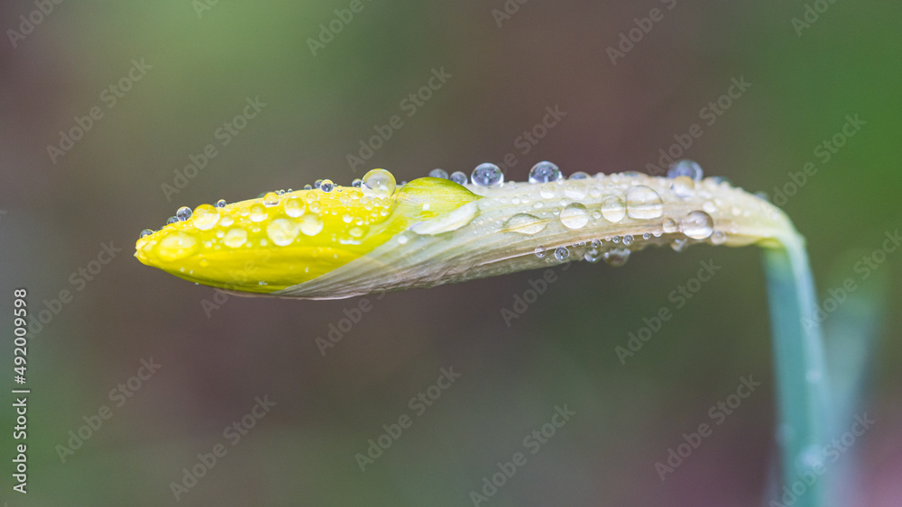 Naklejka premium Wet Daffodil Bud