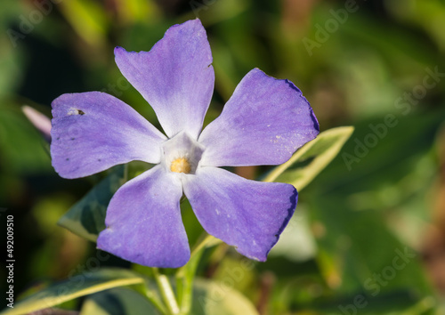 Holy Periwinkle