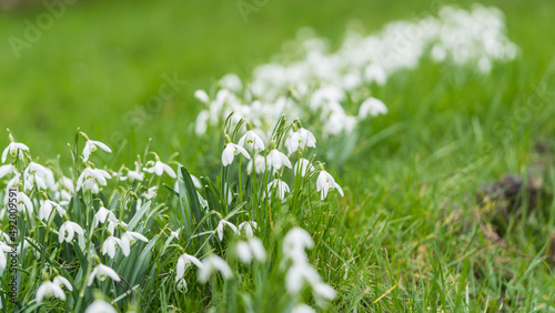 Band Of Snowdrops