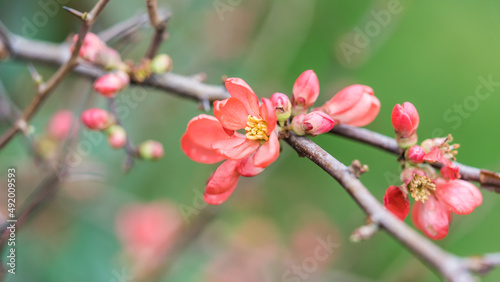 Branch Of Blossom