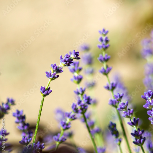 lavender flowers in the garden