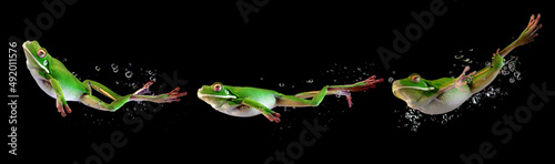 Fotografija Whitelipped frog in the water, swimming frog, Frog swimming
