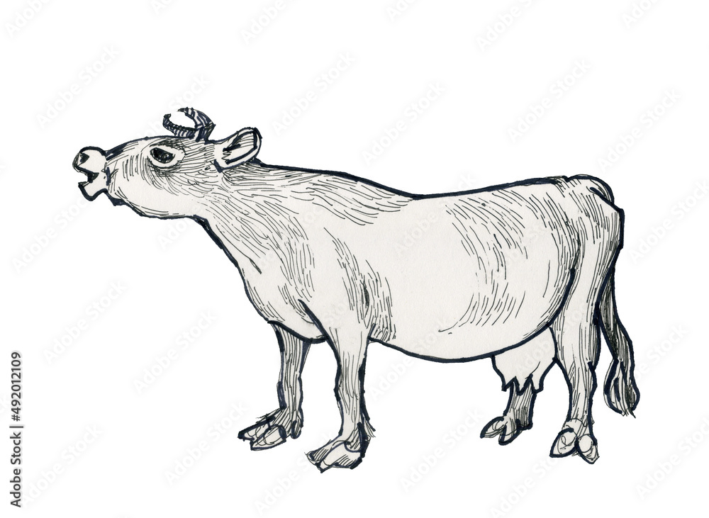 Fototapeta premium Cow traditional drawing. Beautiful animal from the village.Ink drawing.