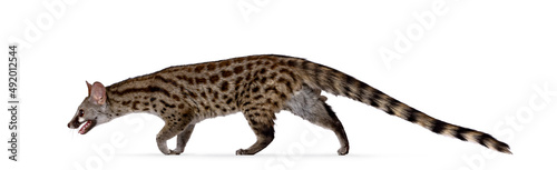 Canvas Print Arabian small spotted genet aka Genetta genetta, walking from right to left