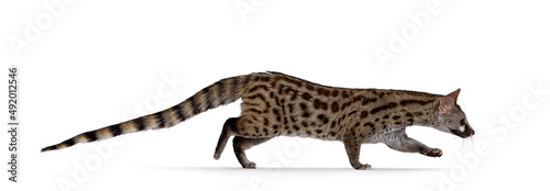 Side view of Arabian small spotted genet aka Genetta genetta, walking from left to right. Looking in movement direction away from camera. Isolated on a white background. photo