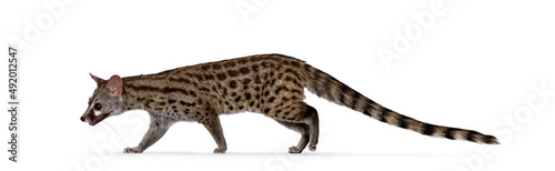 Arabian small spotted genet aka Genetta genetta, walking from right to left. Mouth open and looking straight ahead. Isolated on a white background. photo