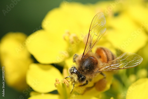青空と菜の花　黄色い花畑でミツバチの飛ぶ空