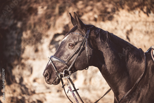 Pferd mit Trense © M. Bischof