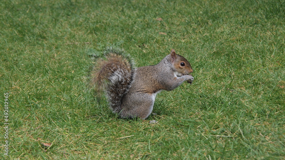 Obraz premium Greenwich