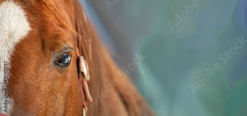 Wallpaper Mural Horse, portrait banner background. Equestrian, hobby. Relax, no stress, calm Torontodigital.ca