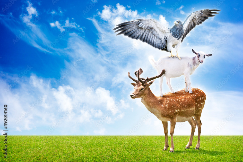 Naklejka premium Funny collage of three animals (deer, eagle and goat) standing in trick acrobatic pyramid.