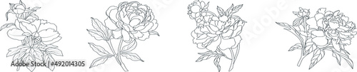 Set of graphical hand drawn monochrome peony flowers isolated on a white background. Vector
