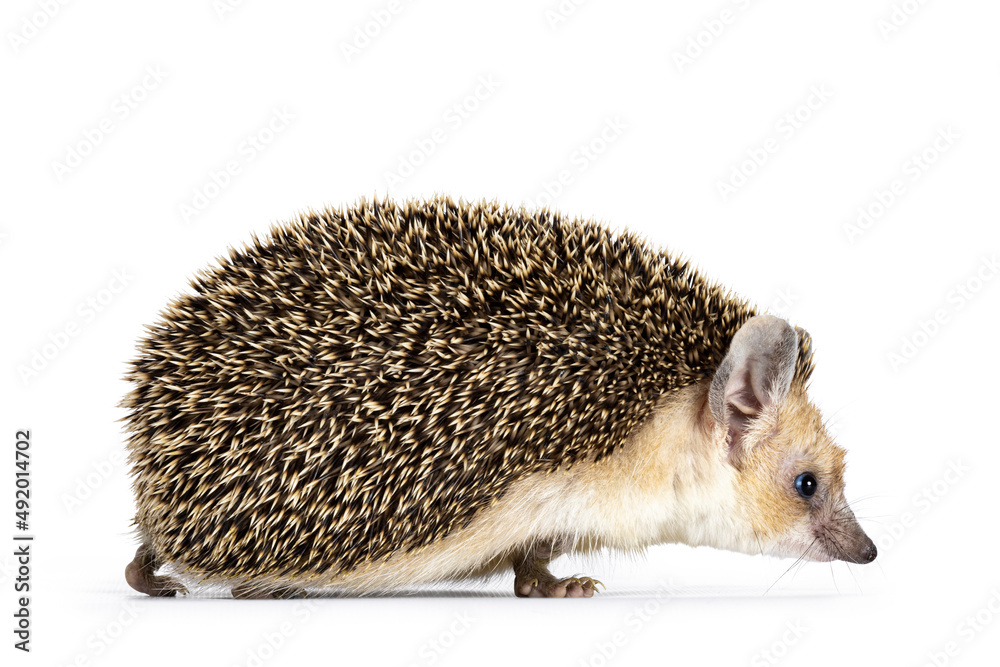 Cute adult Long eared hedgehog aka Hemiechinus auritus, walking side ...