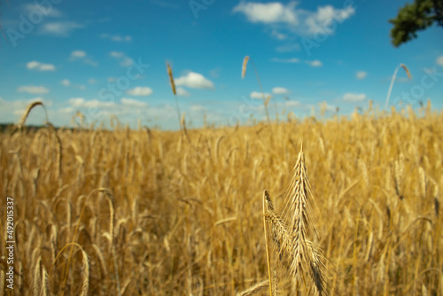 rye and sky. wheat and clouds. blue and yellow as the flag of ukraine. nature landscape. calm  atmosphere. freedom ukraine. peace without war