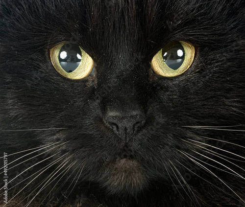 british longhair in studio