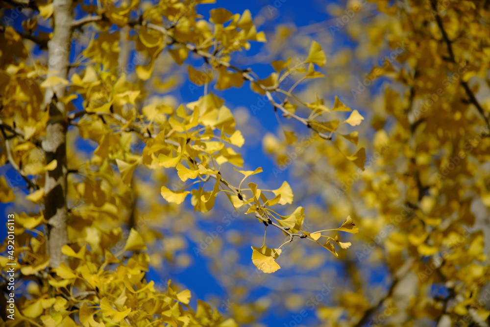 風景素材　秋陽を浴びて綺麗なイチョウの葉