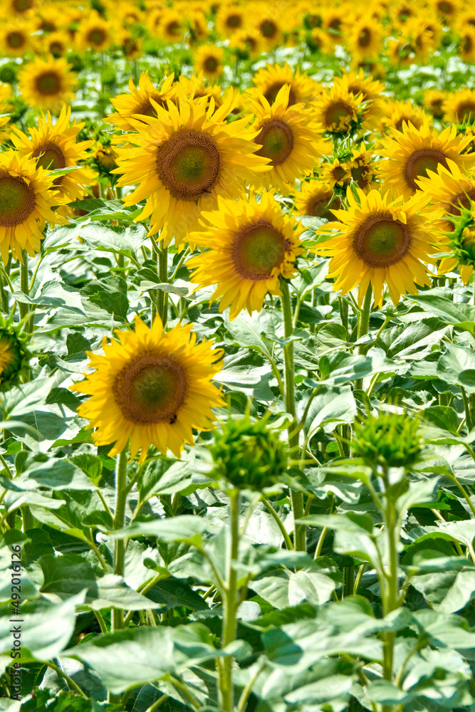 Sunflower Field back to the Sun
