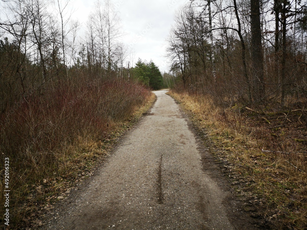 Obraz premium path in the forest, the way forward 