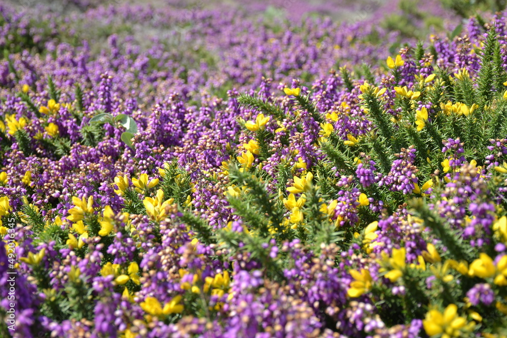 Naklejka premium Zoom flore bretagne