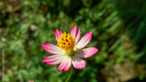 Bogor  West Java  Indonesia - April 22  2020   Kenikir flower or with the Latin name Cosmos Caudatus. This flower grows wild in the tropics.