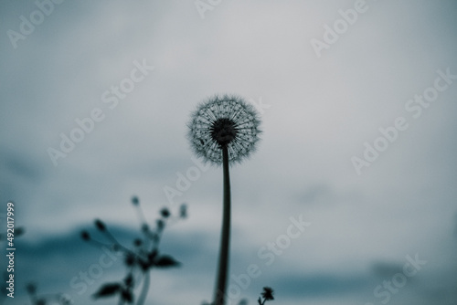 Fototapeta Naklejka Na Ścianę i Meble -  dandelion against blue sky