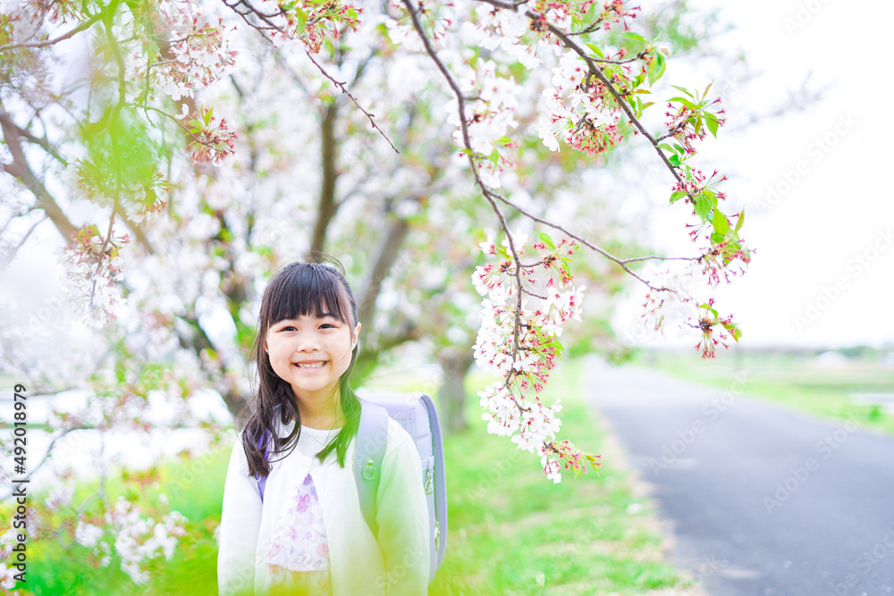 桜が咲く中登校する小さな女の子 桜が咲く中登校する小さな女の子
