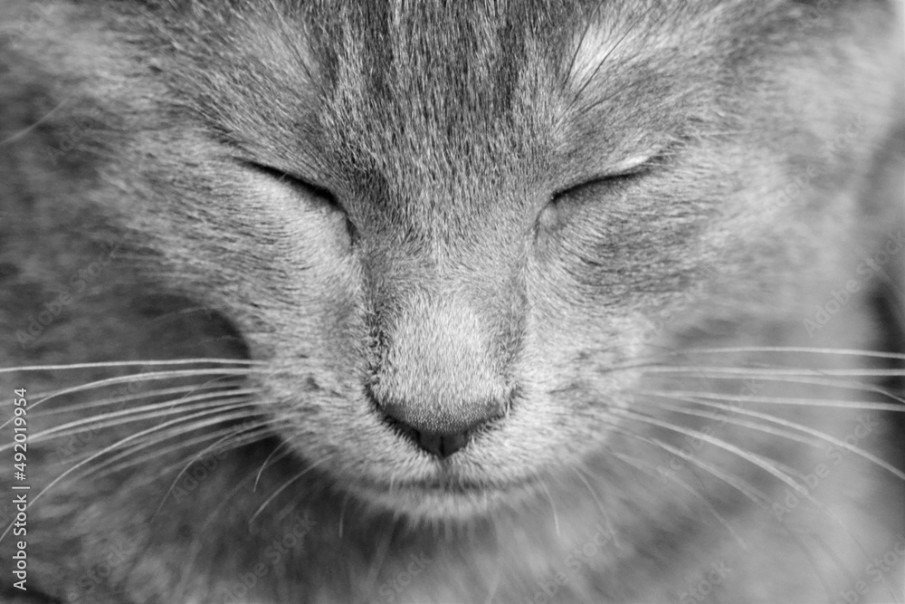 Fototapeta premium Zoom chaton gris