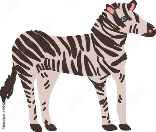 Zebra Equine Species with Black-and-white Striped Coat as Wild African Animal Living in Savannah