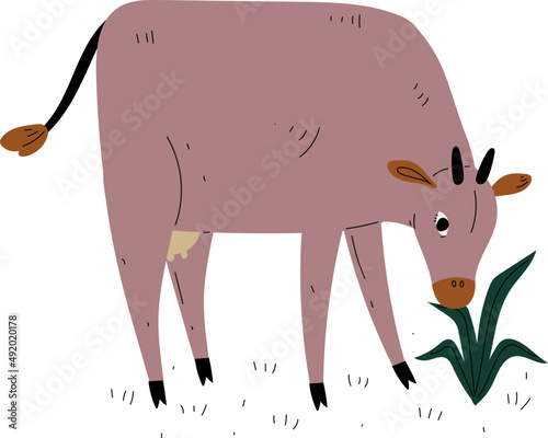 Cow Hoofed Mammal with Horns as Farm Animal and Domestic Livestock Breeding