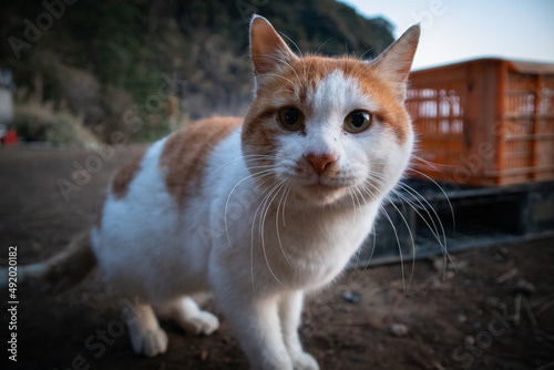 神奈川県真鶴半島の海岸にいる猫 © Hachimitsu