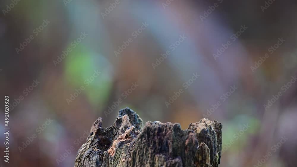Great tit looking for food on dead wood, winter feeding in the garden, north rhine westphalia, december, (parus major), germany Great tit looking for food on dead wood, winter feeding in the garden, north rhine westphalia, december, (parus major), germany