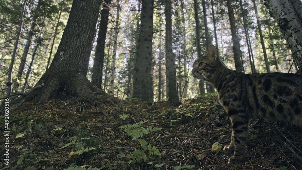 One cat in a city park. Bengal wildcat walk on the forest in collar ...
