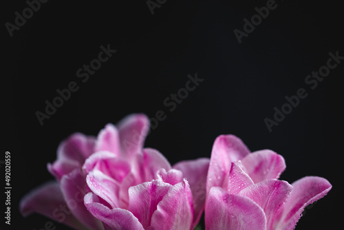 pink tulip petals with water drops close up on black dark background, space for text. macro photo