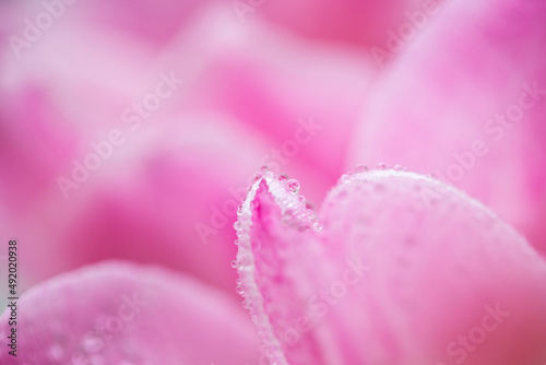 pink tulip petals with water drops close up. spring flower background, space for text. macro photo