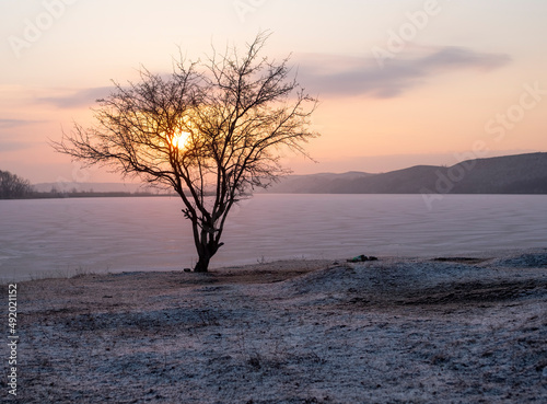 sunrise on the big lake, a tree on the shore