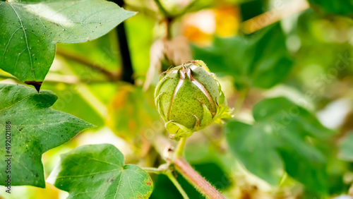 Gossypium or Cotton is a genus of flowering plants in the tribe Gossypieae of the mallow family, Malvaceae, from which cotton is harvested.