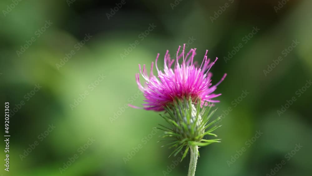 violet pink flower of scotch thistle in bloom on blurred green natural background, close-up cirsium flower blooming swaying in wind, liver cleanser herbal medicine detoxifier remedy, natural treatment violet pink flower of scotch thistle in bloom on blurred green natural background, close-up cirsium flower blooming swaying in wind, liver cleanser herbal medicine detoxifier remedy, natural treatment
