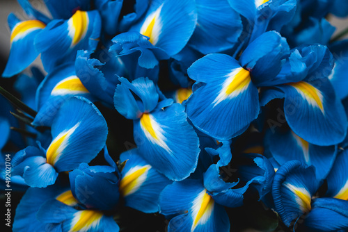 iris flower background. Blue and yellow colors. spring blossom photo