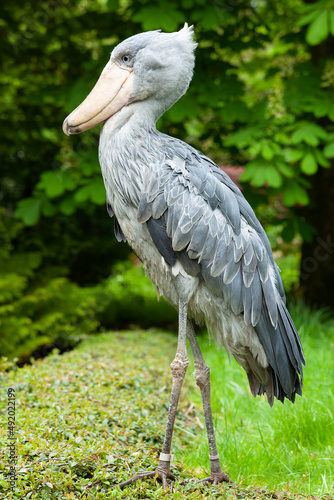 The shoebill is noted for its slow movements and tendency to stay still for long periods