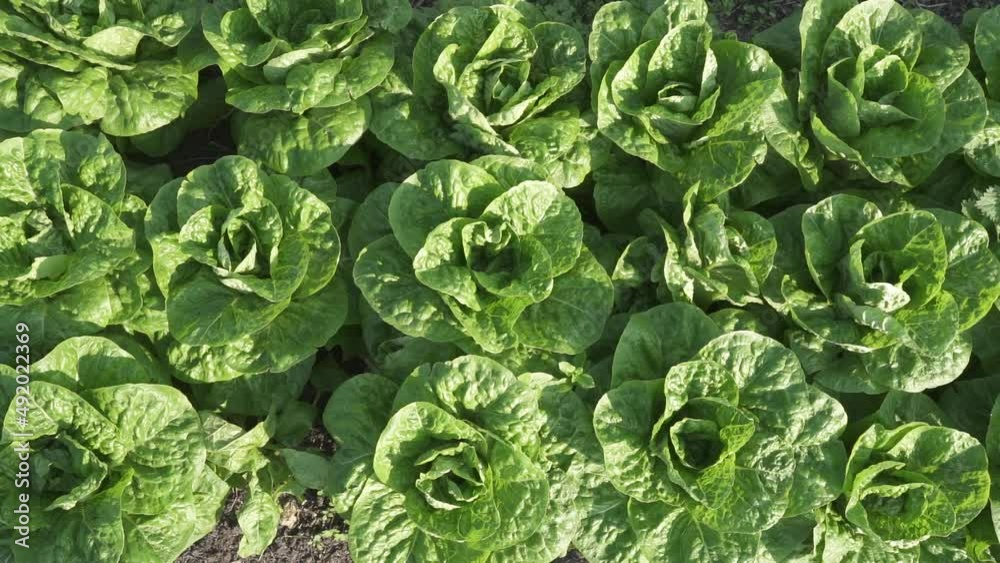 spinach plant in agricultural farm in rural area spinach plant in agricultural farm in rural area