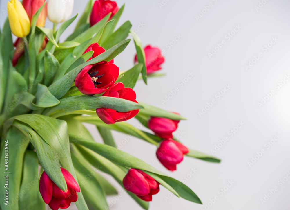 Red tulips on a white background, copy space Red tulips on a white background, copy space