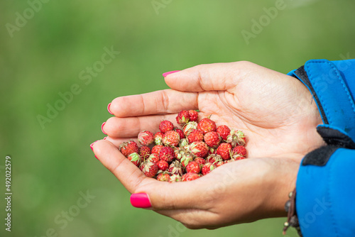 A girl with a handful of wild strawberries during the harvesting season