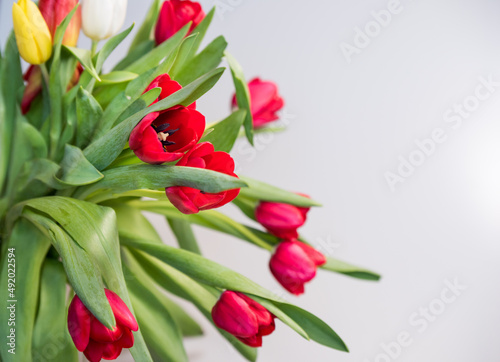 Fototapeta Naklejka Na Ścianę i Meble -  Red tulips on a white background, copy space
