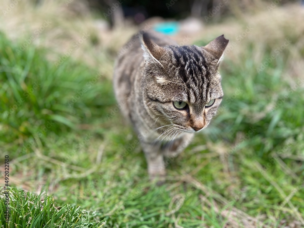 Stray Cats Stray Cats