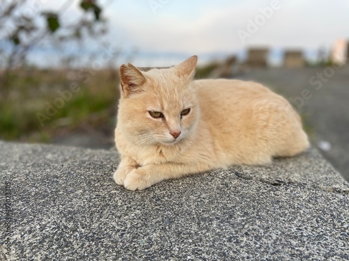 Stray Cats