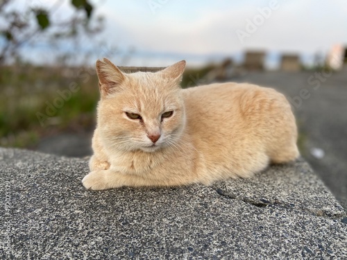Stray Cats
