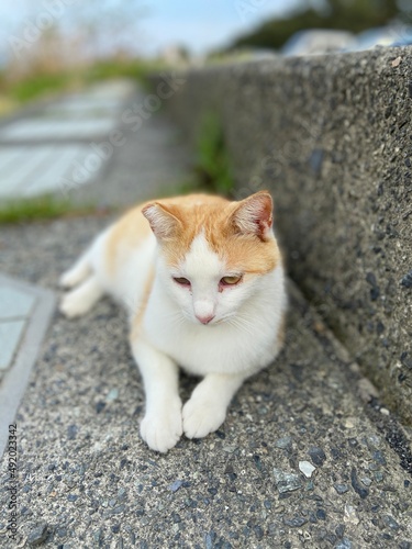 Stray Cats