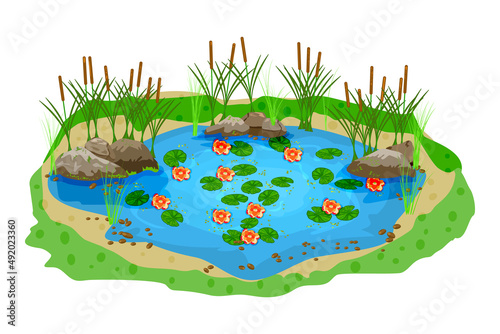 Small blue pond with water lilies, bulrush plants and stones on isolated white background.Oval water reservoir for landscape design.Marsh reed, grass, lily flowers and rock in lake.Vector illustration