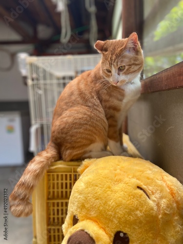 さくらねこは愛され猫